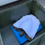 Tartaruga marina recuperata sul litorale di Grottammare