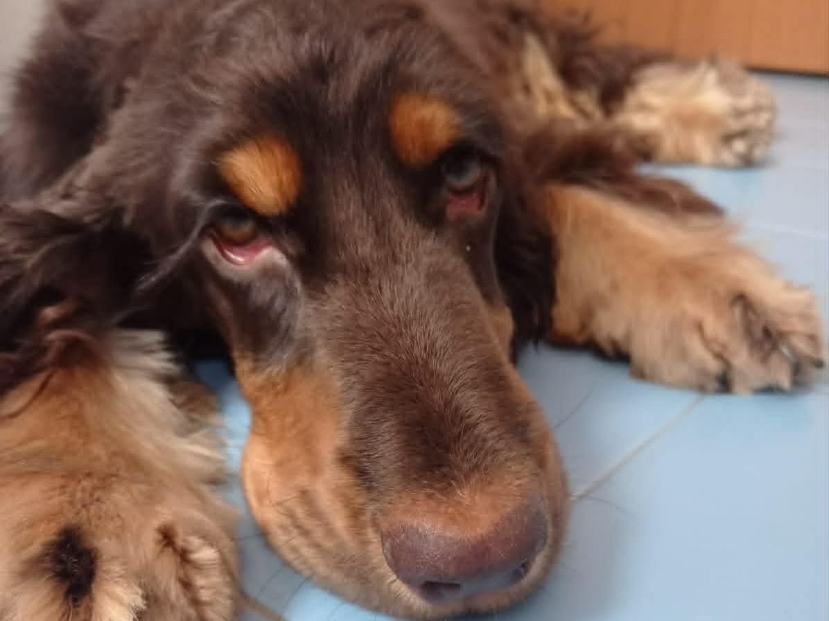 Torna a casa e non trova il cane  I ladri l’avevano chiuso in camera