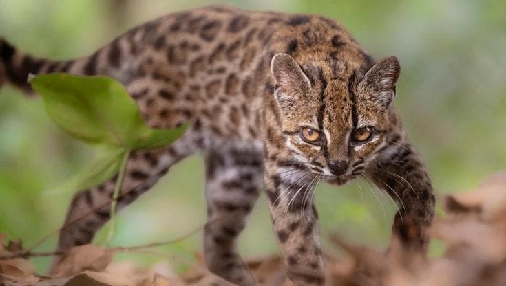In Bolivia, individuato il gatto tilcayo: una nuova specie di felino dopo oltre cento anni