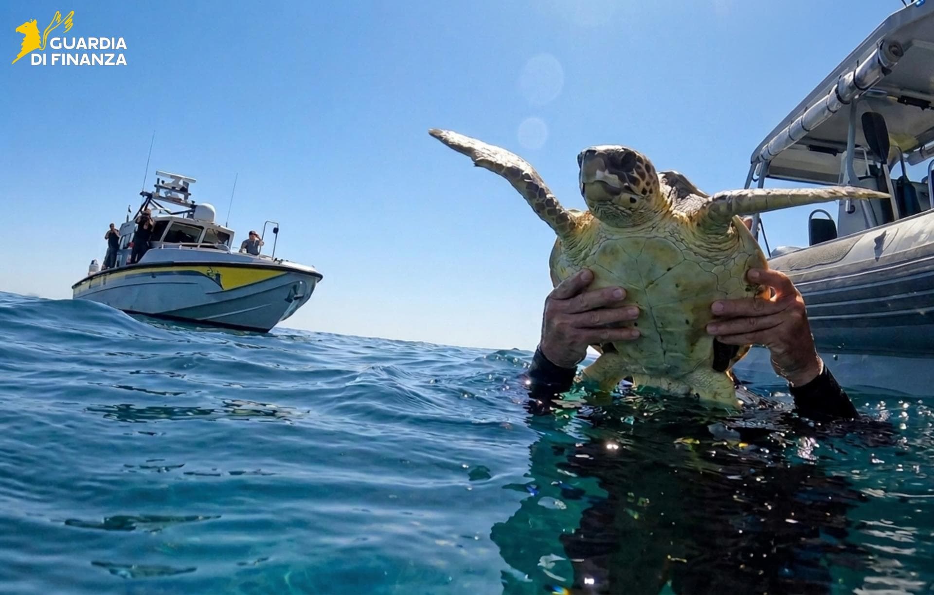 I sommozzatori del Roan  restituiscono al mare due tartarughe, una salvata al porto di Ancona  (Video) 