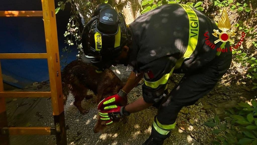 Cane scivola nel canale di deflusso:  salvato dai vigili del fuoco  e riconsegnato al padrone