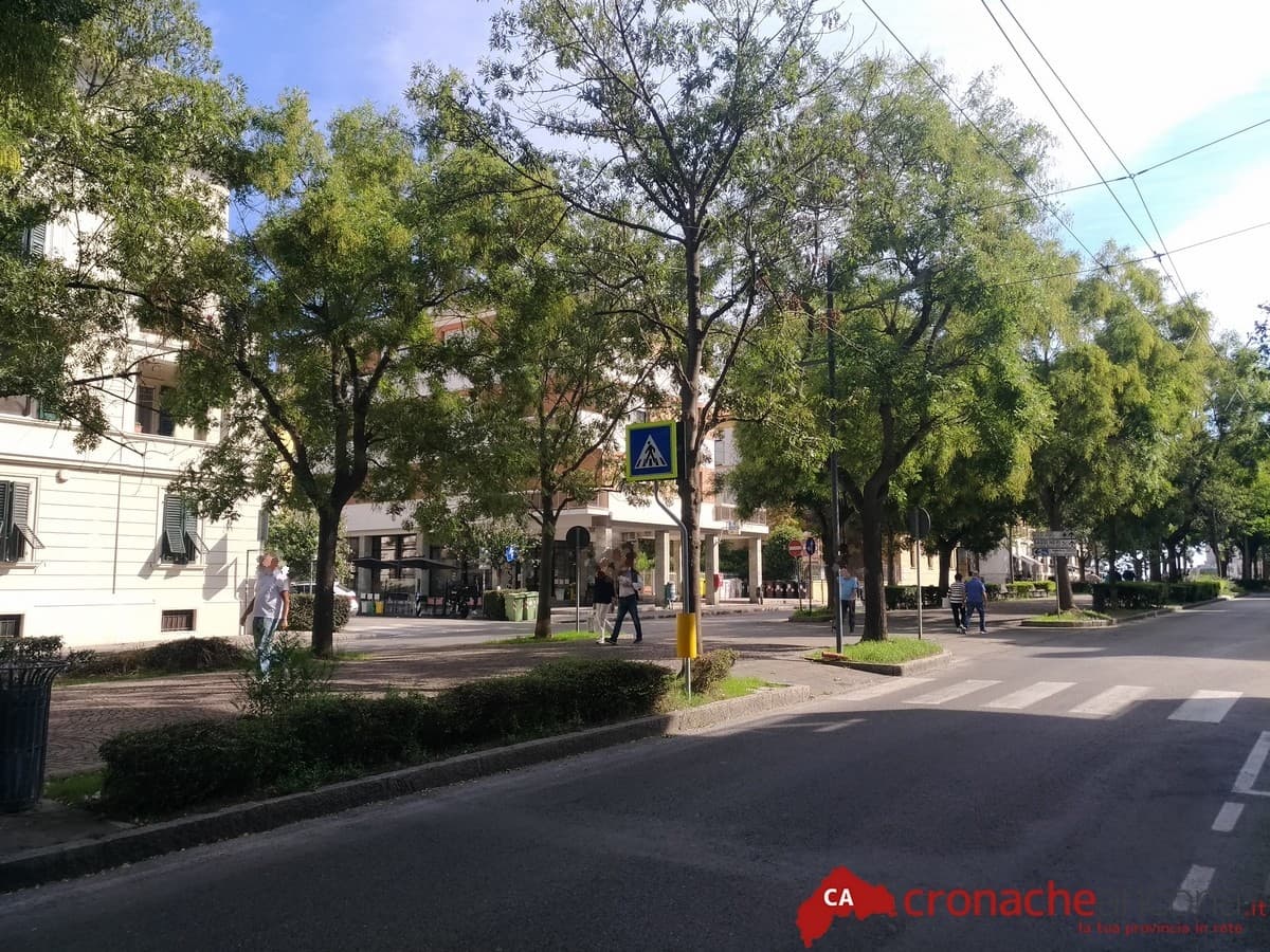 Trappole a feromoni  sul viale della Vittoria  per salvare frassini e tigli dagli insetti