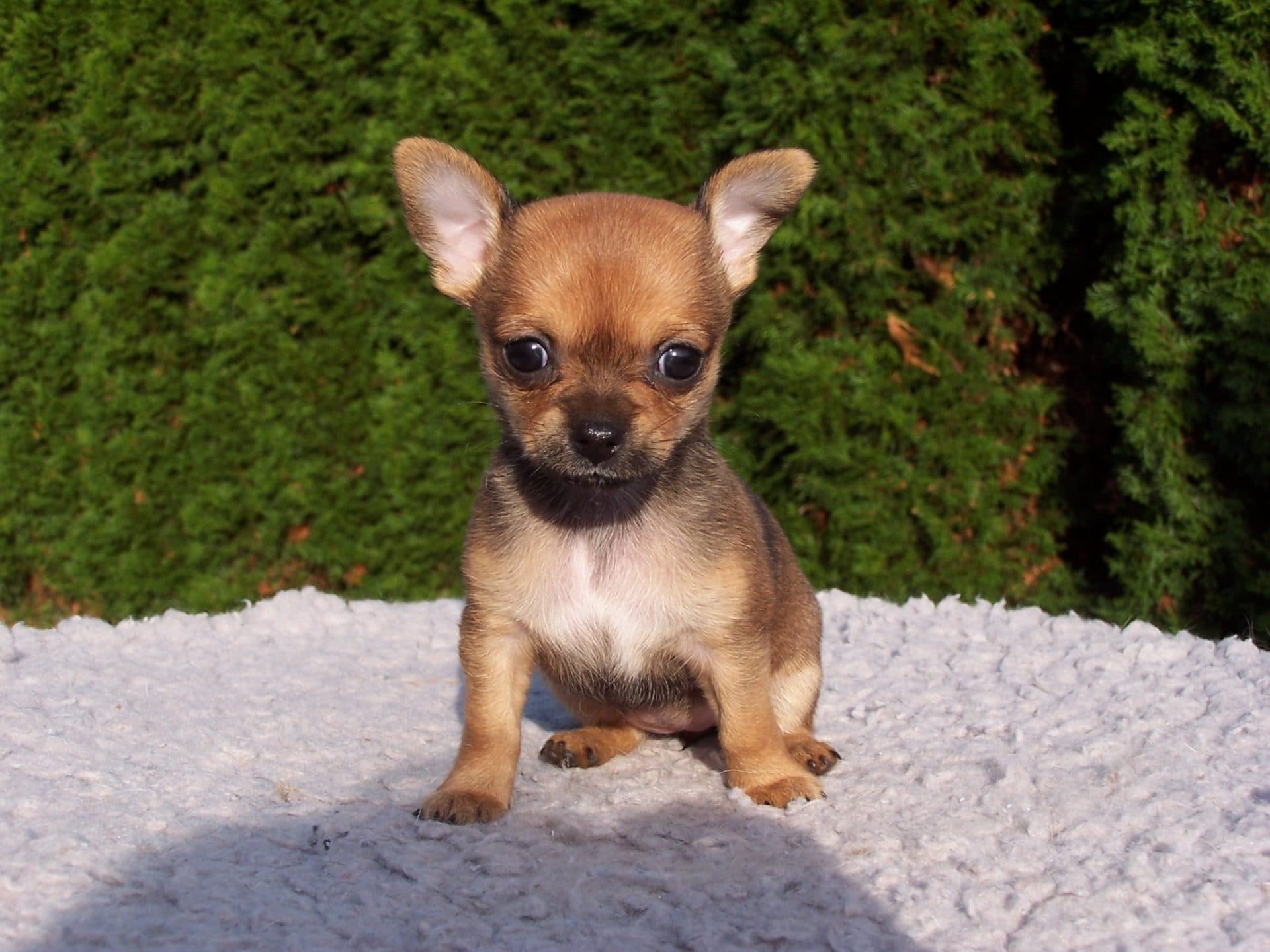 Svolta per i chihuahua di Trecastelli:  41 cani pronti per l’adozione