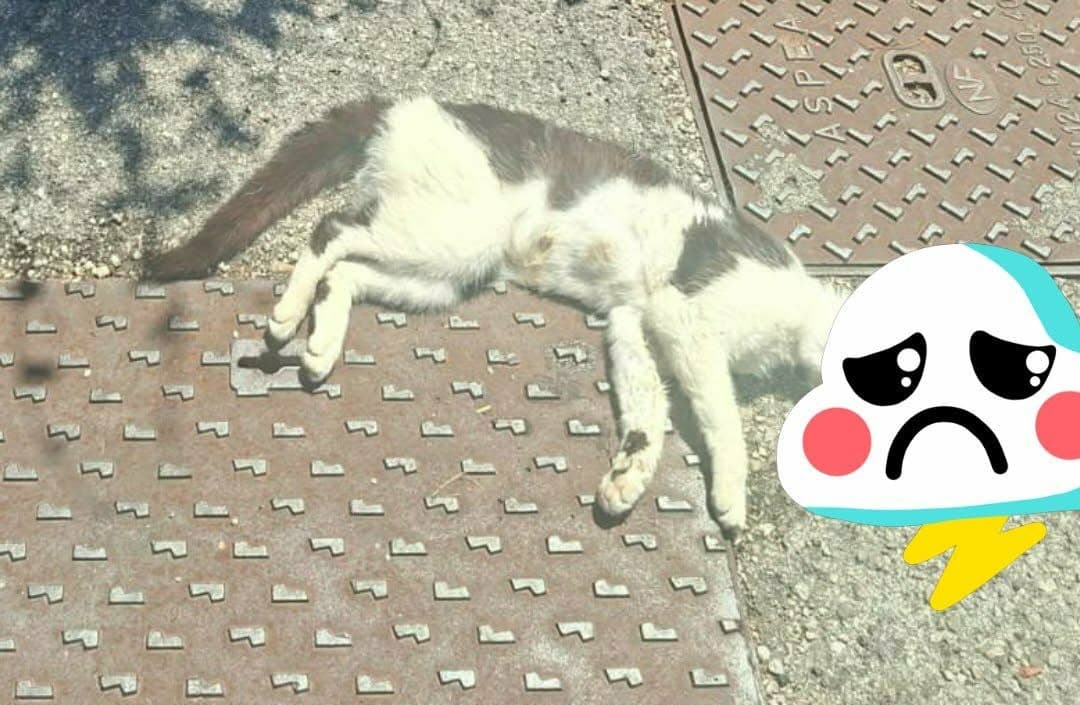 Mamma gatta investita e uccisa in strada,  l’appello delle volontarie del Gattile:  «Aiutateci a trovare i suoi cuccioli»